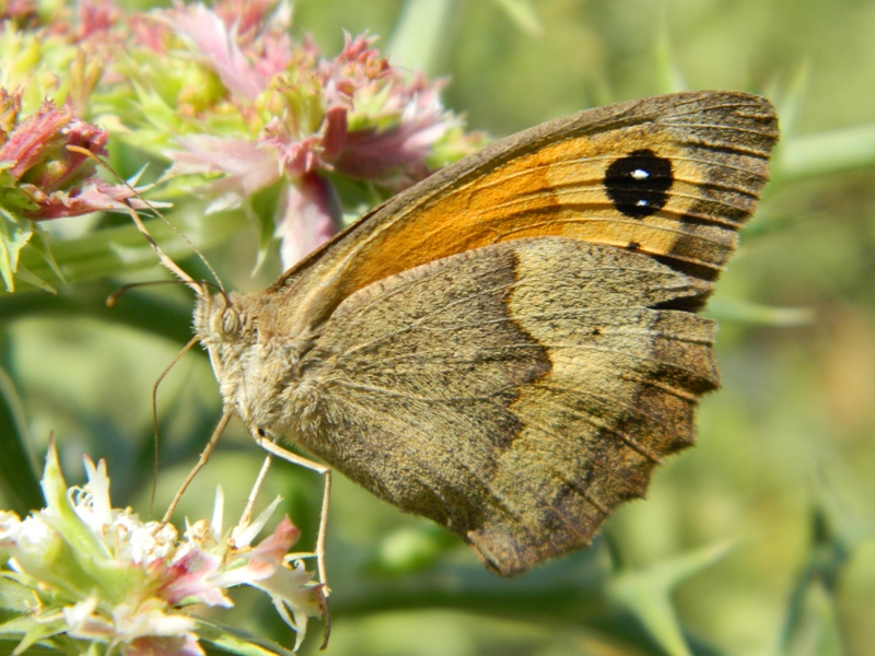 Pyronia (Idata) cecilia?